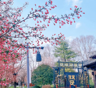 又是一年春光好—項王故里景區(qū)百花盛開 春色滿園(圖2)